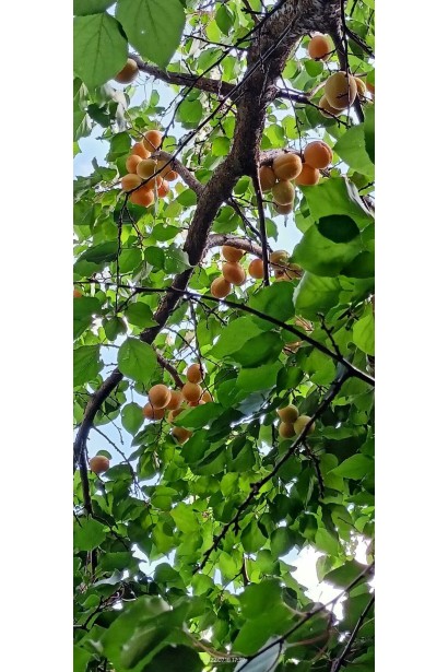 Абрикос Ананасный Цюрупинский | Абрикос Ананасовий Цюрупинський | Prunus armeniaca Ananasnyy Tsyurupynskyy